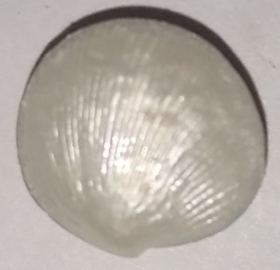 Knapp 12 * 11 mm Ø Vit